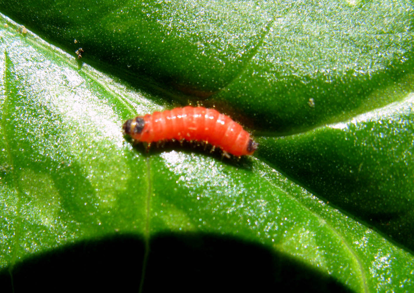 larva di colore rosso(?)